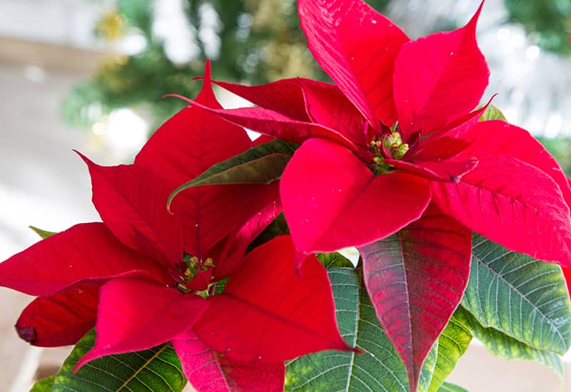 Poinsettia Care 101 - Hicks Nurseries