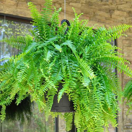 How to Care for Boston Fern - Hicks Nurseries