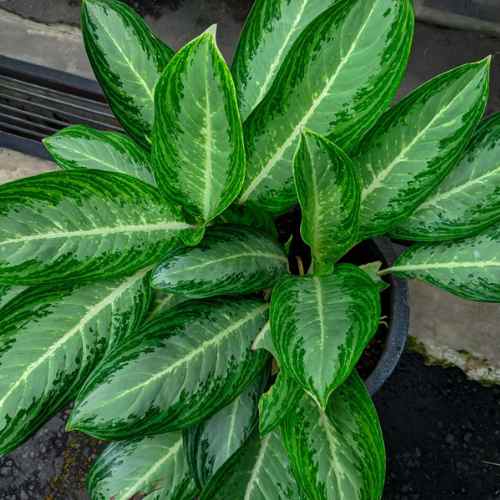artifical hanging plants Artificial Philodendron UV Treated Indoor/Outdoor Hanging Plant